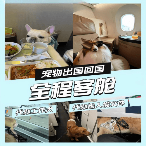 永州市宠物托运到白俄罗斯宠物入境规定和要求