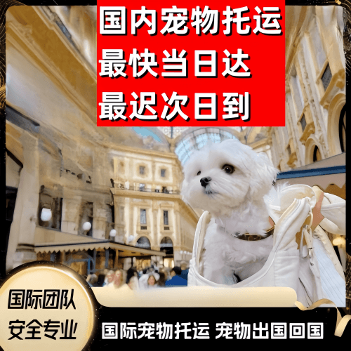 永州市到澳大利亚（澳洲）宠物入境规定和要求